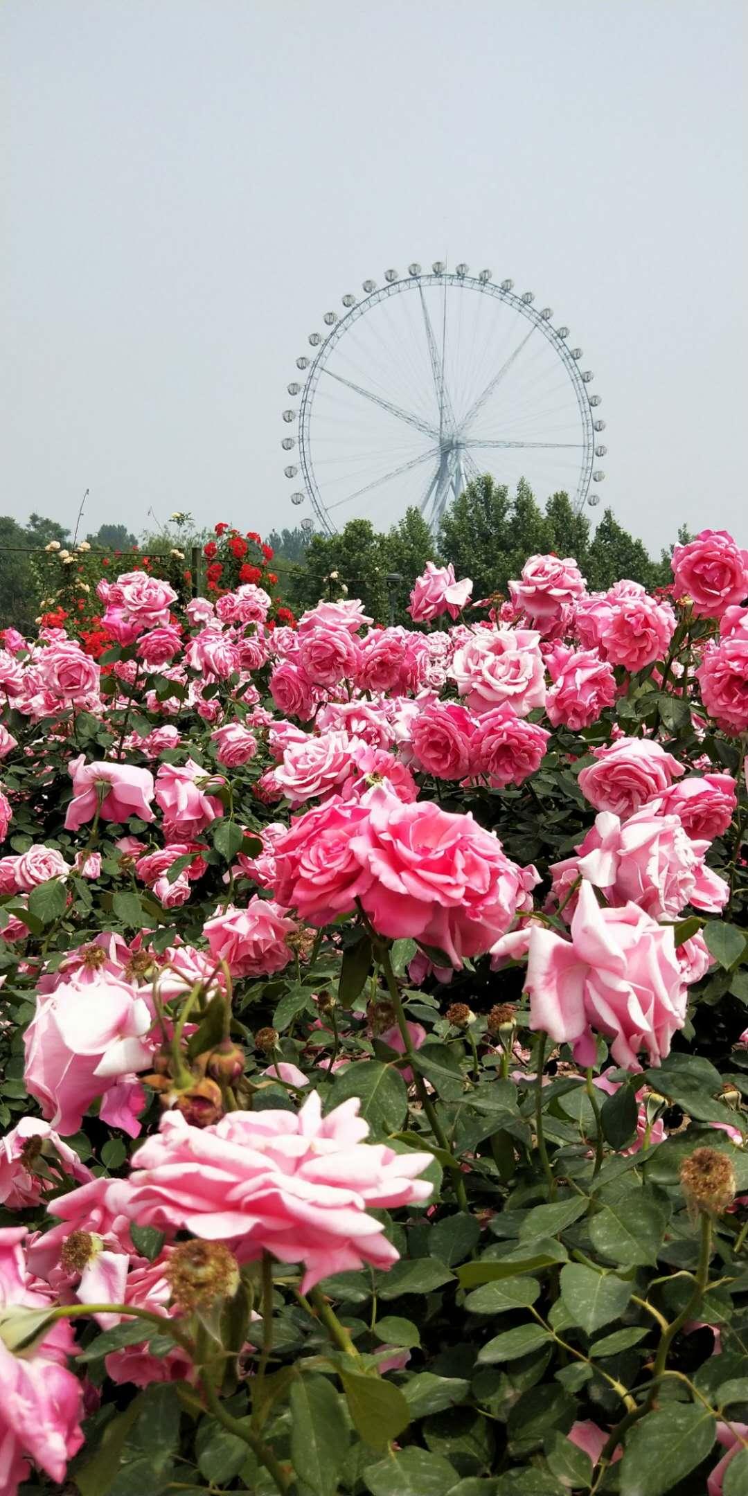 石家庄科技之光，探索最新高科技产品的未来之旅